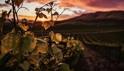 Винный факультет